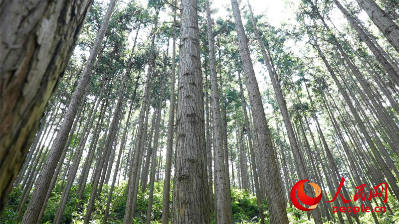 连片的杉木间距均匀。人民网 孔文进摄