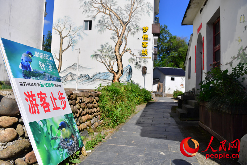 蓝冠噪鹛繁殖期间,游客不得进入。人民网记者 时雨摄