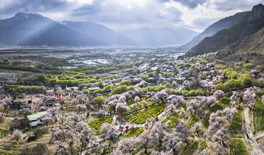 嘎拉村桃花（無人機(jī)照片）。嘎拉村緊鄰川藏公路，被稱為西藏“桃花第一村”。圖片來源 新華社