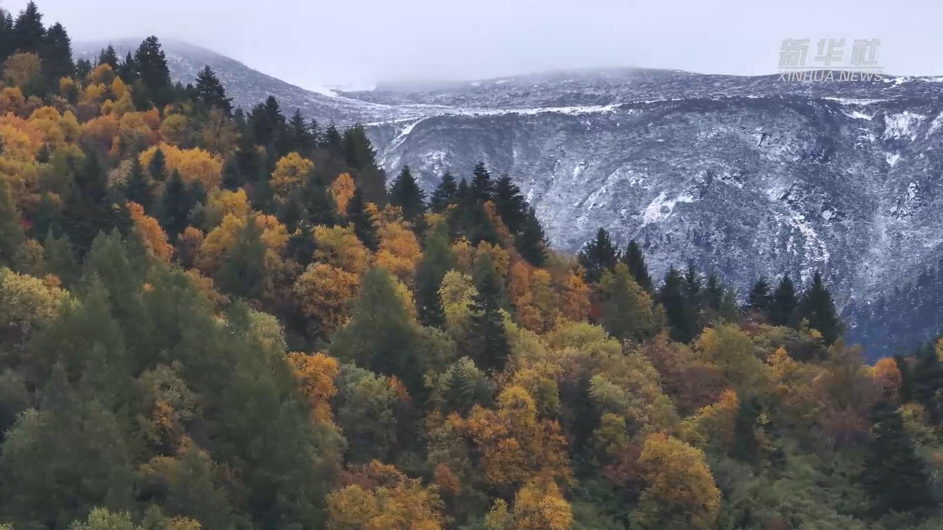 点击查看完整视频