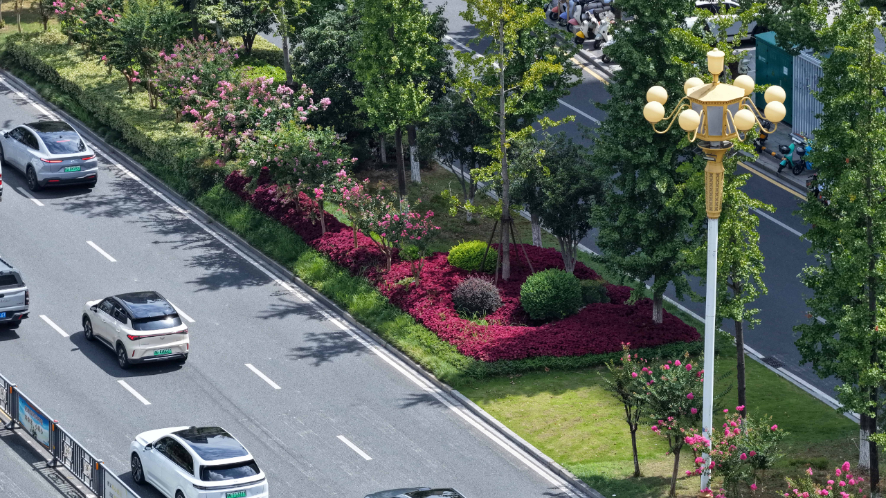 长虹大道紫薇盛放 精致绿化铺就城市风景线