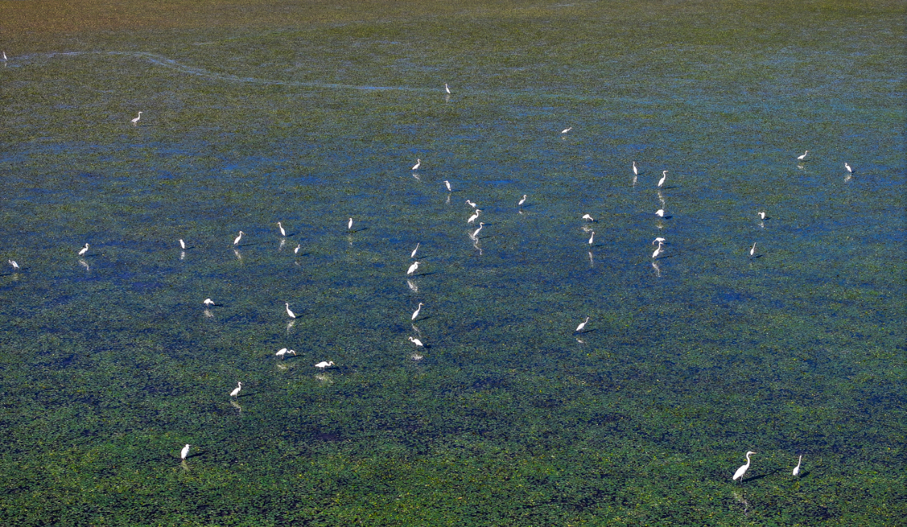 秀美湿地 生态如画